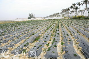 省食品安全工作考评组莅临吴川检查种植环节护航舌尖安全