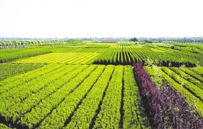 中国特色现代农业发展的浙江范本——高效生态种植的智慧实践